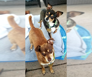 Chihuahua-Unknown Mix Dogs for adoption in Ventura, CA, USA