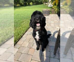 Portuguese Water Dog Dogs for adoption in Bonita Springs, FL, USA