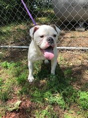 Bulldog Dogs for adoption in Wolfeboro, NH, USA