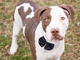 American Bulldog Dogs for adoption in Columbia, MD, USA