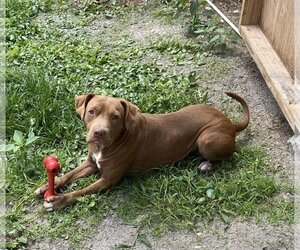 American Pit Bull Terrier-Unknown Mix Dogs for adoption in Melrose, FL, USA