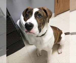 Boxer Dogs for adoption in Milford , IA, USA