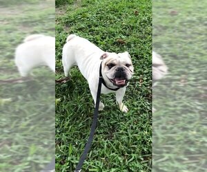 Bulldog Dogs for adoption in Weston, FL, USA