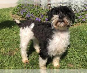 Shih-Poo Dogs for adoption in Hampton Bays, NY, USA