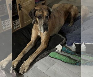 Great Dane Dogs for adoption in Lakewood, CO, USA