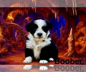 Border Collie-Unknown Mix Dogs for adoption in Sandy, UT, USA
