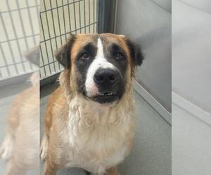 German Shepherd Dog-Unknown Mix Dogs for adoption in Fayetteville, NC, USA