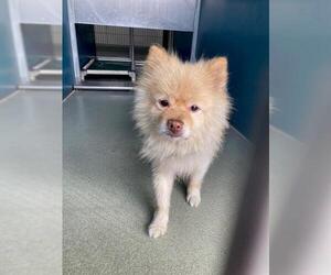 Pomeranian Dogs for adoption in San Clemente, CA, USA