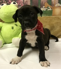 Borador Dogs for adoption in Fort Pierce, FL, USA