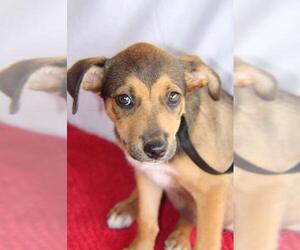 Mutt Dogs for adoption in Franklinton, LA, USA
