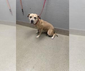 Medium Photo #1 American Pit Bull Terrier-Unknown Mix Puppy For Sale in Las Vegas, NV, USA