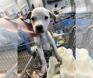 Labrador Retriever-Unknown Mix Dogs for adoption in Tallahassee, FL, USA