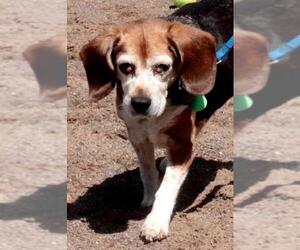 Beagle Dogs for adoption in Siren, WI, USA
