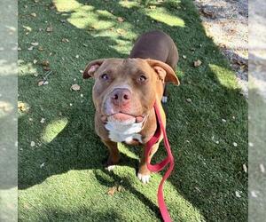Mutt Dogs for adoption in Santa Barbara, CA, USA