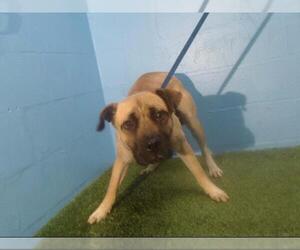 Black Mouth Cur Dogs for adoption in Orlando, FL, USA
