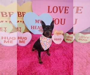 Miniature Pinscher Dogs for adoption in Lee's Summit, MO, USA