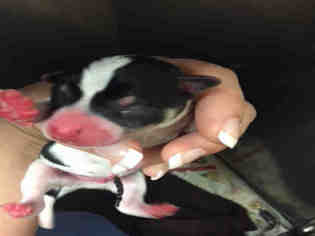 Medium Photo #1 Rat Terrier-Unknown Mix Puppy For Sale in Lacombe, LA, USA