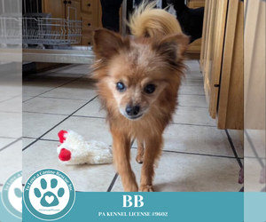 Pomeranian Dogs for adoption in Kimberton, PA, USA