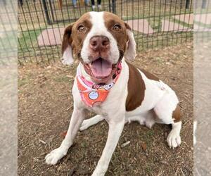 American Staffordshire Terrier-Unknown Mix Dogs for adoption in San Antonio, TX, USA