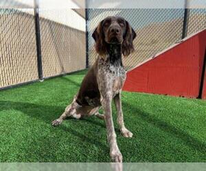 German Wirehaired Pointer Dogs for adoption in Norco, CA, USA