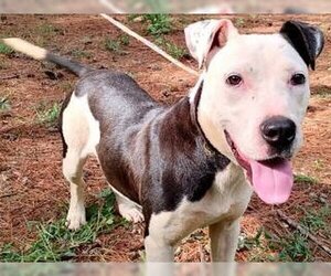 Boxer-Unknown Mix Dogs for adoption in Frankston, TX, USA