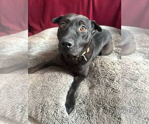 American Staffordshire Terrier-Unknown Mix Dogs for adoption in New Oxford , PA, USA