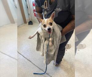 Chihuahua-Unknown Mix Dogs for adoption in Tallahassee, FL, USA