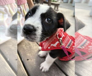 Mutt Dogs for adoption in Mount Pleasant, SC, USA