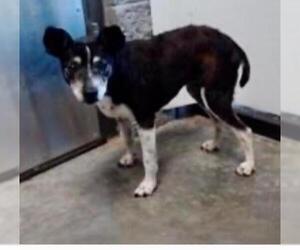 Rat Terrier Dogs for adoption in Claremore, OK, USA