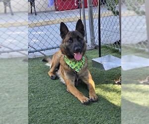 Mutt Dogs for adoption in Downey, CA, USA