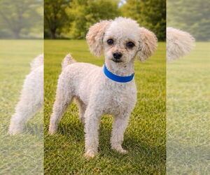 Poodle (Miniature) Dogs for adoption in Bon Carbo, CO, USA