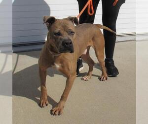 American Pit Bull Terrier-Unknown Mix Dogs for adoption in Louisville, KY, USA