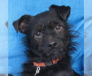 Affenpinscher-Brussels Griffon Mix Dogs for adoption in Cuba, NY, USA