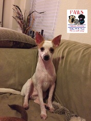 Chihuahua Dogs for adoption in Killeen, TX, USA