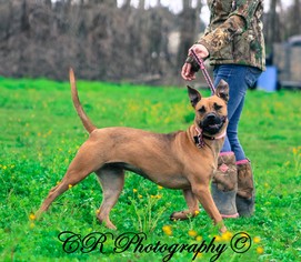 American Pit Bull Terrier-Black Mouth Cur Mix Dogs for adoption in Millington, TN, USA