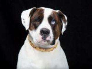 Saint Bernard Dogs for adoption in Franklin, TN, USA