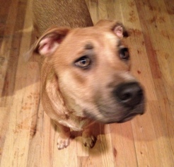 Mutt Dogs for adoption in Keyport, NJ, USA