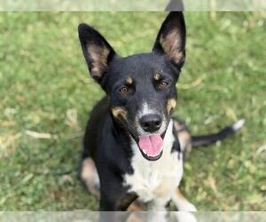 Mutt Dogs for adoption in Tulsa, OK, USA