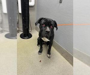 Mastiff-Unknown Mix Dogs for adoption in Las Vegas, NV, USA
