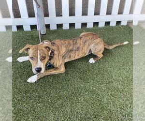 American Pit Bull Terrier-Unknown Mix Dogs for adoption in Modesto, CA, USA