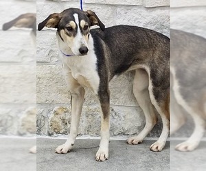 Alaskan Husky-Collie Mix Dogs for adoption in Houston, TX, USA