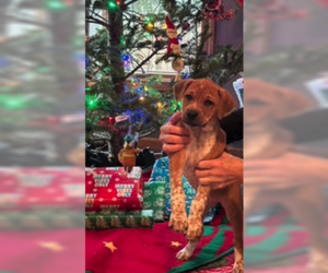 Mutt Dogs for adoption in Plainfield, IL, USA