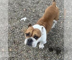 Bulldog Dogs for adoption in Redlands, CA, USA