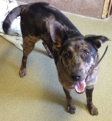 Catahoula Leopard Dog-Unknown Mix Dogs for adoption in Valley Falls, KS, USA