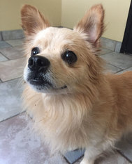 Chiranian Dogs for adoption in Santa Ana, CA, USA