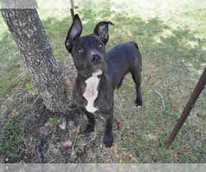 Staffordshire Bull Terrier Dogs for adoption in Texas City, TX, USA