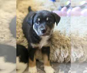 Mutt Dogs for adoption in MIDWAY, UT, USA