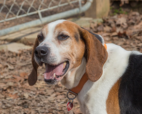Treeing Walker Coonhound Dogs for adoption in Blairsville, GA, USA