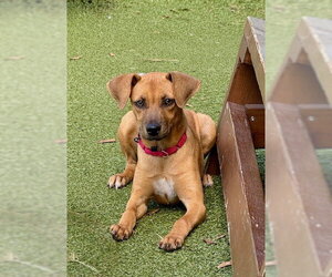 Labrador Retriever-Unknown Mix Dogs for adoption in Dedham, MA, USA