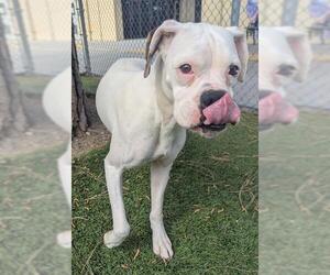 Boxer Dogs for adoption in Downey, CA, USA